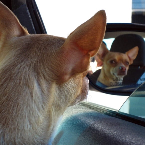 Meet your Posher, Mona - Picture 6 of 14